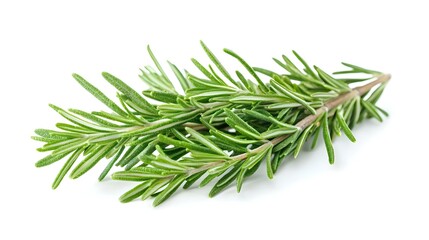Fototapeta premium Rosemary isolated on white background