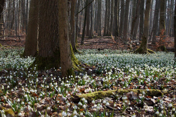 Märzenbecher am Naturpfad Thiemsburg