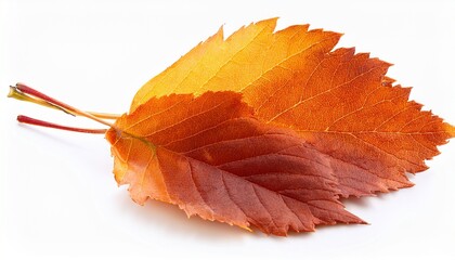autumn leaves isolated on white background