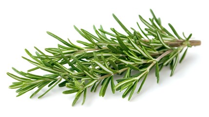 Fototapeta premium Fresh Rosemary Isolated on White Background