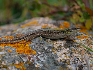 Corse - Villanova - Randonnée
