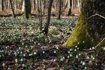Märzenbecher am Naturpfad Thiemsburg