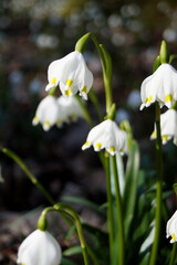 Märzenbecher am Naturpfad Thiemsburg