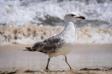 A Audouin's gull at the beach.