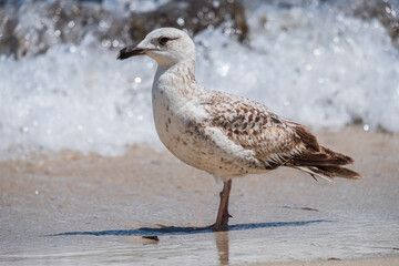 A Audouin's gull at the beach.