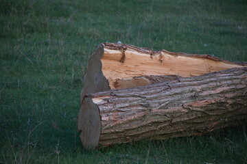 Logs laying on green grass in an outdoor area during daylight with natural lighting