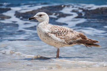 A Audouin's gull at the beach.