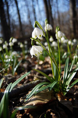 Märzenbecher am Naturpfad Thiemsburg