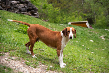 Brown and white dog stands on green grass in a serene outdoor setting with stone walls and trees in the background