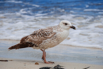 A Audouin's gull at the beach.