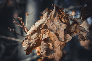 A single dried oak leaf clings to a branch against a softly blurred autumnal background. The warm brown tones and delicate texture evoke the beauty of seasonal change.