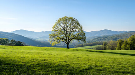 Solitary Tree Stands On Lush Green Field Under A Blue Sky With Rolling Hills In Background