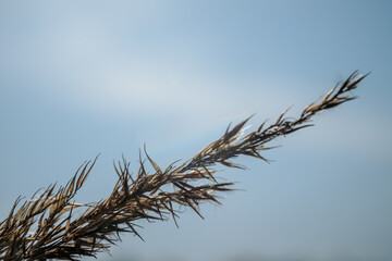 A dried grass stem glows in the sunlight against a soft blue sky. The delicate details of the plant are accentuated by lens flare and gentle backlighting.