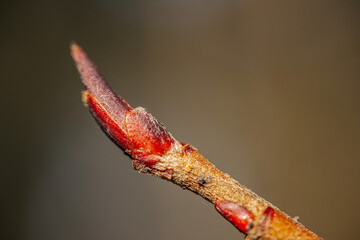 Fototapeta premium A close-up of a tree branch with reddish buds beginning to form, symbolizing early spring growth. The soft background highlights the delicate textures and natural beauty of budding life.