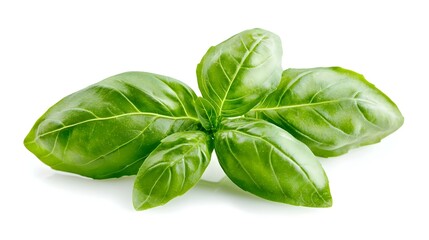 Fototapeta premium Fresh Basil Sprig Isolated on White Background
