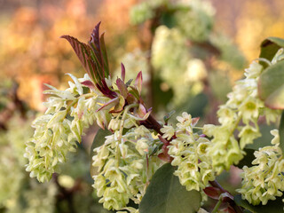 Closeup of flower racemes of laurel-leaved currant (Ribes laurifolium) in a garden in early spring