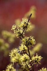 Closeup of flowers of witch hazel (Hamamelis × intermedia 'Angelly') in a garden in early spring