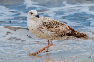 A Audouin's gull at the beach.