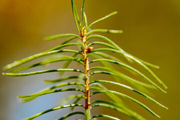 A close-up of a green pine branch with fresh needles and tiny water droplets. The intricate details of the needles and soft background create a vibrant and natural forest scene.