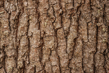 A close-up of rough tree bark with deep cracks and rich texture. The natural brown surface...