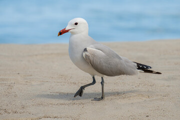 A Audouin's gull at the beach.