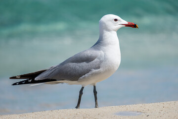 A Audouin's gull at the beach.