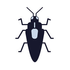 black beetle isolated on white background