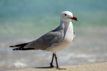 A Audouin's gull at the beach.