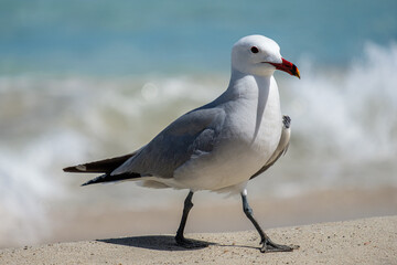 A Audouin's gull at the beach.