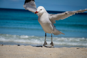 A Audouin's gull at the beach.