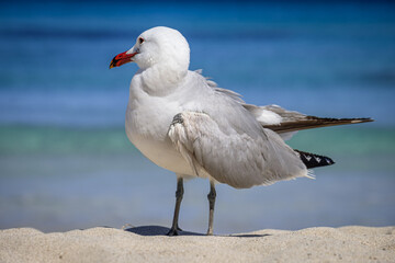 A Audouin's gull at the beach.