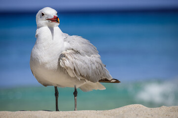 A Audouin's gull at the beach.
