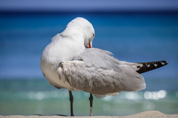 A Audouin's gull at the beach.
