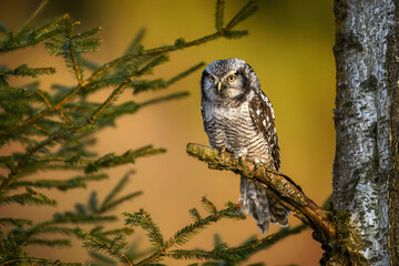 Northern Hawk Owl ( Surnia ulula )