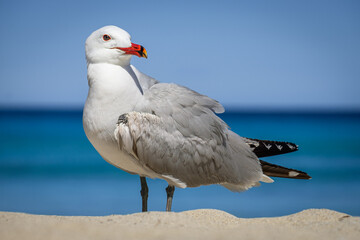 A Audouin's gull at the beach.