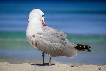 A Audouin's gull at the beach.