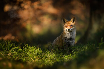 Red fox ( Vulpes vulpes ) close up