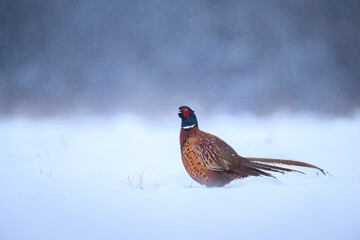 Ringneck Pheasant (Phasianus colchicus) male close up