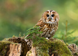 Tawny owl ( Strix aluco ) sitiing in the forest