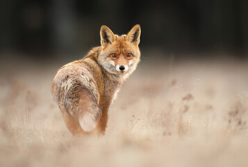 red Fox ( Vulpes vulpes ) close up