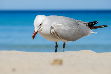 A Audouin's gull at the beach.