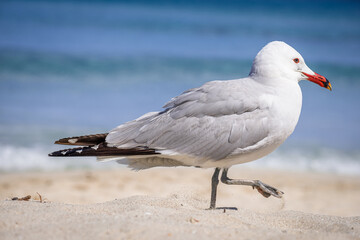 A Audouin's gull at the beach.