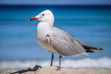 A Audouin's gull at the beach.