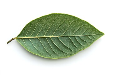 Obraz premium Leaf of longan fruit isolated on white