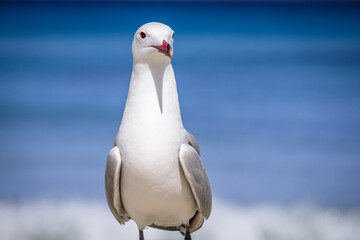 A Audouin's gull at the beach.