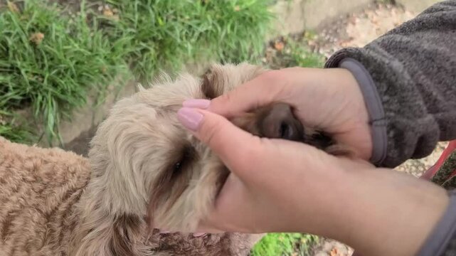 A cute and fluffy cockapoo poodle mix dog is enjoying cuddles and stroked from his human