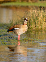 Egyptian goose, Alopochen aegyptiaca