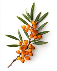 A branch of sea buckthorn berries with vibrant orange fruits and green leaves against a white background.