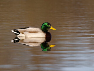 Mallard, Anas platyrhynchos