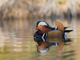 Mandarin duck, Aix galericulata